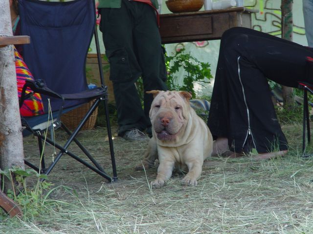 DSC04133.jpg