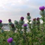 Scotland054.jpg