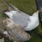 Scotland065.jpg