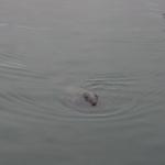 Scotland072.jpg
